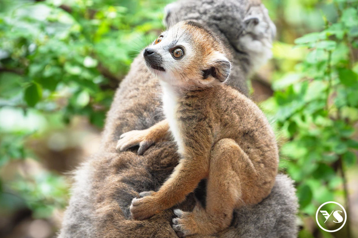 勇闖非洲.動物探險之旅——南非 × 馬達加斯加14天