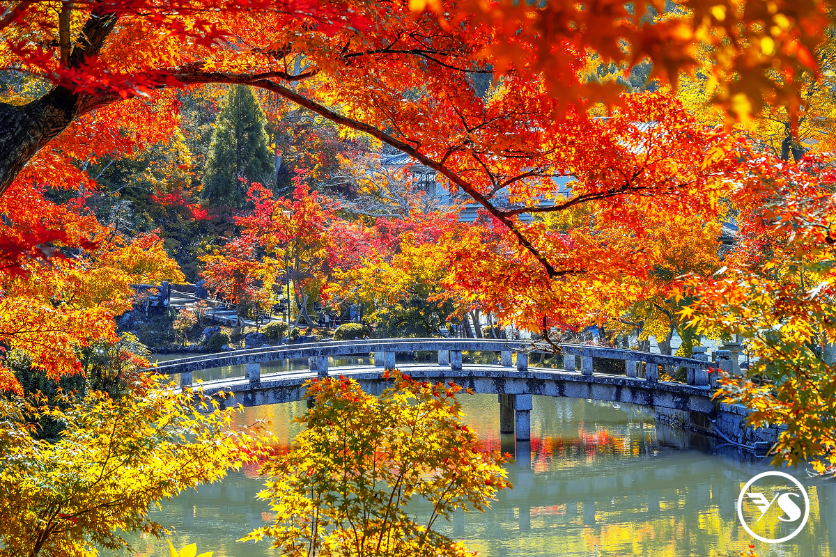 泰越捷超值京都 大阪 神戶5日賞楓盛宴(VZ)