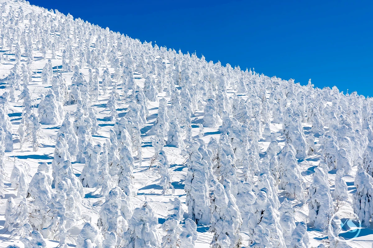 東北天空雪怪之路‧藏王樹冰+世界最大‧雪中狐狸樂園藏王狐狸村溫泉六日(CX/JX/BR)
