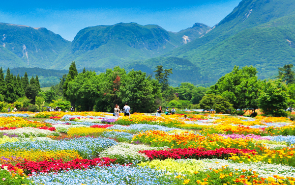 粉蝶花_鬱金香嘉年華~絕美花海公園×A5和牛燒烤×三大蟹吃到飽溫泉五日(JX)