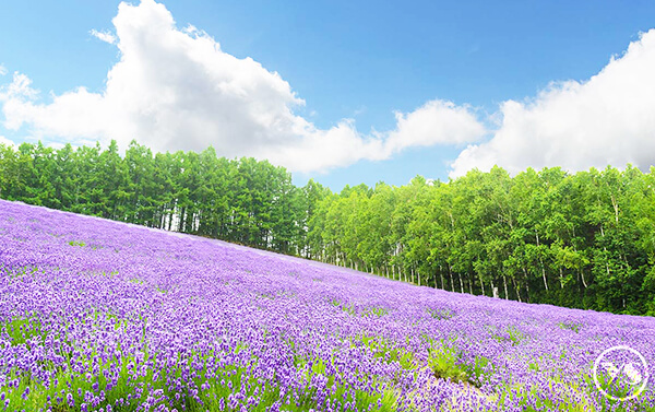 【北海道富良野】5日(JX)哈密瓜吃到飽、洞爺湖花火節、饗三大蟹和牛