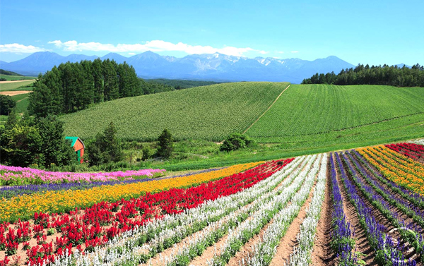 北海道富良野哈密瓜吃到飽+洞爺湖花火節+三大蟹和牛水酒無限暢飲5日(JX/VZ)
