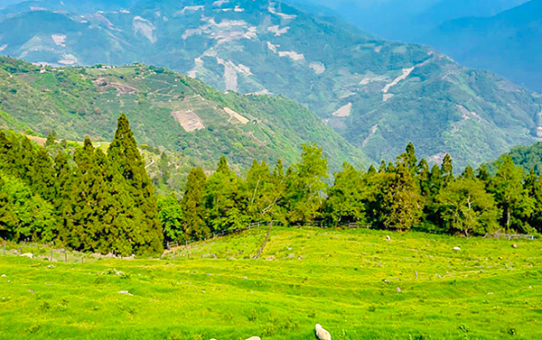 綠色遊程精選~奧萬大森林、清境農場、見晴花園山莊二日