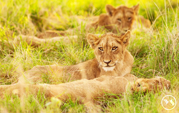 深度南非、史瓦帝尼全覽15日