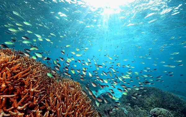 【金馬賀歲】潛進美娜多渡假５日