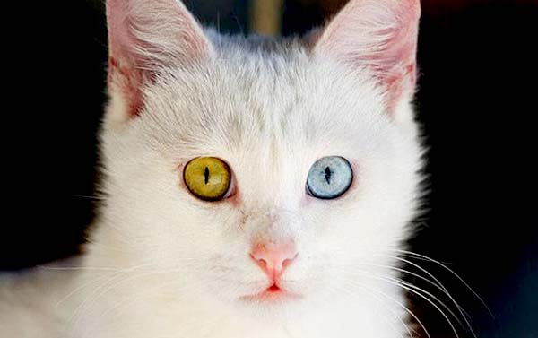 黑海．東土耳其．凡城貓咪．創世之初．伊斯坦堡13日