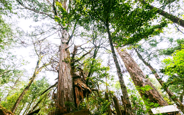 宜蘭太平山莊翠峰湖鳩之澤仲夏二日(4人成行~聯營團體)
