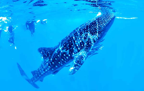 鯨選宿霧5日(六人成行)~莉亞神殿、高空花園、雙島浮潛、歐斯陸鯨鯊共游、渡假村自助午餐、立槳SUP
