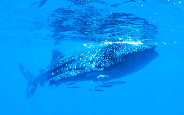 宿霧鯨喜GO4日(六人成行)~歐斯陸鯨鯊共游、資生堂島、尹魯東葛島浮潛、無自理餐
