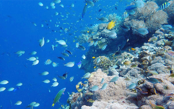 【金馬賀歲】菲玩不可鯨鯊共舞5日~二晚薄荷島海濱渡假飯店、鯨鯊共游、眼鏡猴、巧克力山、大斷層浮潛
