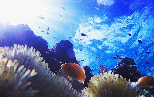 FUN趣帛琉~藍色海洋戀曲5日(CI)