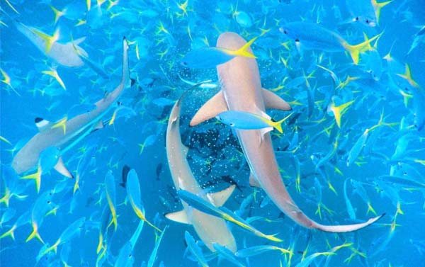 【金馬賀歲】FUN趣帛琉~熱情藍色海洋4日