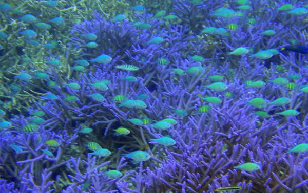 【Fun趣帛琉4日】藍色海洋戀曲