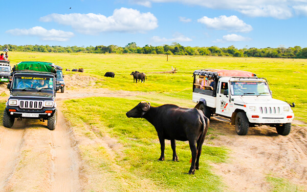 斯里蘭卡 坎達拉瑪雙國家公園生態12天(SQ)