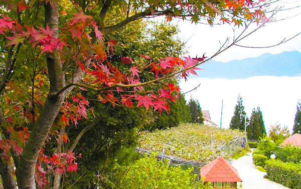 新竹雪霸觀霧自然假期二日(2人成行-聯營團體)