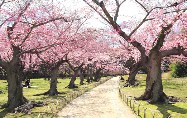 山陰山陽櫻花百名所巡禮｜斐伊川堤防×打吹公園×鳥取城跡溫泉5日(JX)