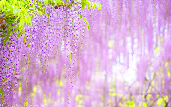 2026東京立山黑部動感雪牆+粉蝶紫藤+富士芝櫻六日_台中出發(JX)