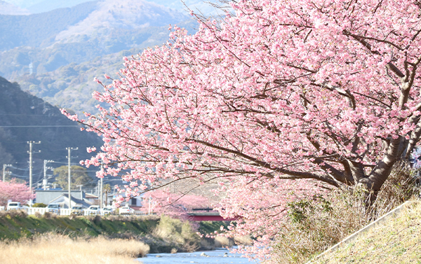 伊豆河津櫻x日本抹茶山x靜岡浪漫花海採果五日(JX)