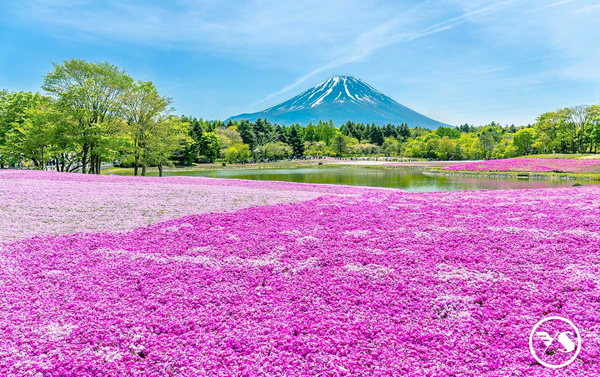 2026東京立山黑部雪牆+粉蝶紫藤芝櫻+房總半島六日(JX/BR)