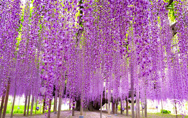 2026立山黑部動感雪牆+粉蝶花+紫藤花+富士芝櫻六日(CX)