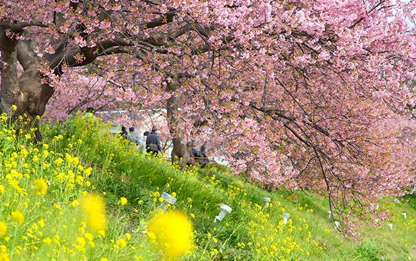 名古屋靜岡浪漫花海賞櫻_雙樂園+當季採果五日(JX)