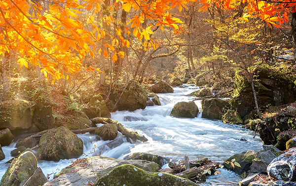 秋楓紅葉狩の旅七日(BR/CX)奧入瀨溪.銀山溫泉街.料理‧絕景‧酒水暢飲‧採果樂
