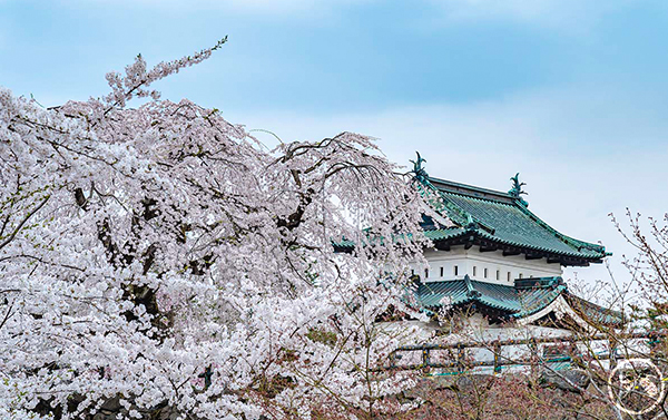 櫻雪飛舞～東北雪之迴廊‧會津鐵道賞櫻列車‧櫻百選鶴之城‧三春瀧櫻溫泉五日(JX/BR)
