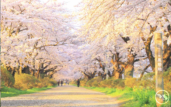 東北雪之迴廊．猊鼻溪輕舟．藤原之鄉和服體驗．秋田內陸鐵道‧百選賞櫻溫泉五日(JX/BR)