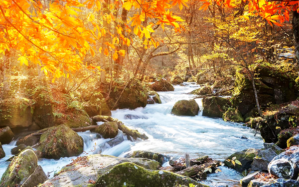 10/22【秋楓紅葉狩の旅】7日(CX)奧入瀨溪與阿信故鄉溫泉‧料理‧絕景‧酒水暢飲‧採果樂