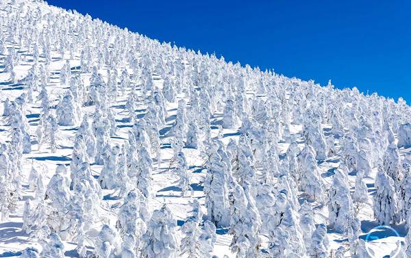東北天空雪怪之路‧藏王樹冰+世界最大‧雪中狐狸樂園藏王狐狸村溫泉六日(JX/BR/CX/SL)