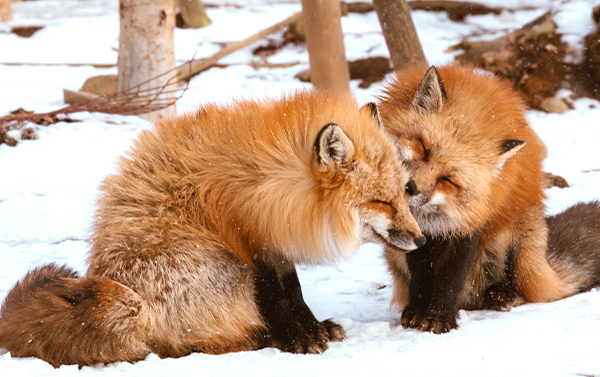 賞楓東北五日~紅葉空中絕景藏王纜車+世界最大百狐樂園兩晚溫泉美食五日(TR)