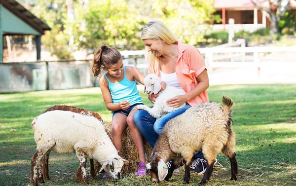 紐澳假期～澳洲陽光黃金海岸9日(陽光海岸‧羊駝農場‧酒莊螢火蟲洞‧華納電影世界‧無尾熊合照)