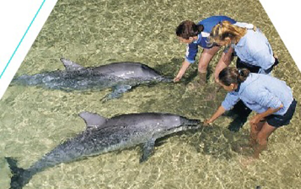 【勇闖袋鼠國－黃金海岸海豚島7日】親餵海豚、海洋世界、擁抱無尾熊