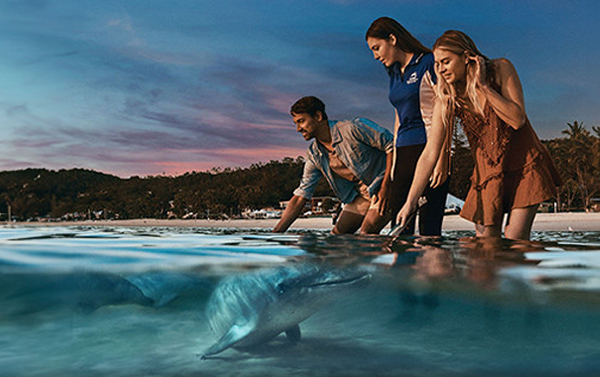 澳洲黃金海岸海豚島７日～親餵海豚、海洋世界、擁抱無尾熊之旅