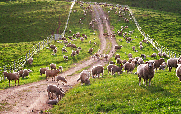 澳洲黃金海岸輕鬆遊7日～擁抱無尾熊、酒莊品酒、黃金海岸遊船(長榮航空)