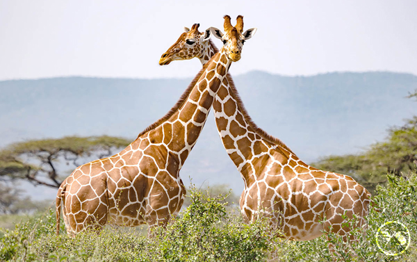 夢想啟航~肯亞、坦尚尼亞11天
