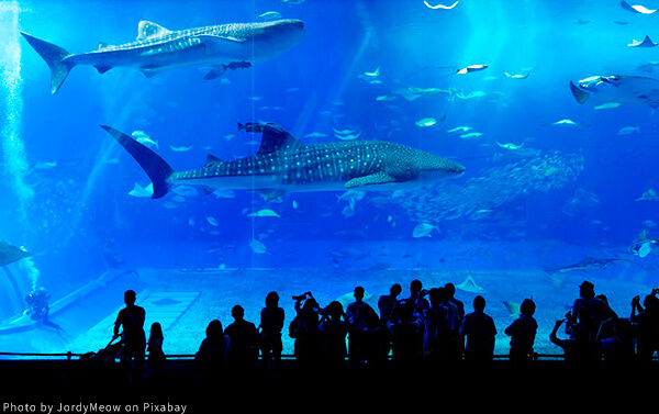 沖霸．琉球5日_高雄出發(SL)