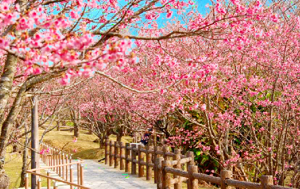 《沖繩好好玩FUN寒假》歡樂沖繩四日～海洋博．美國村．玉泉洞．名護城賞櫻
