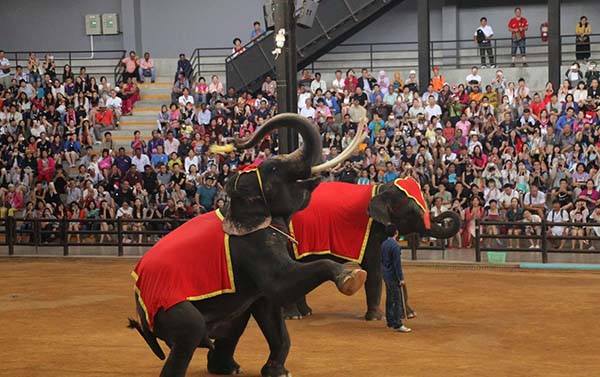 芭達雅曼谷歡樂滿點5日(華航.無購物)暹邏古城餵小象、全明星號表演+海陸晚宴啤酒暢飲、水上活動、泰爽莊園、按摩、水上市場