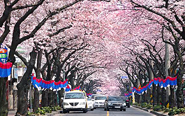 【花現濟州】秘境馬羅島.櫻花隧道.星光夜市.英倫小火車4日(不走保肝.土產)