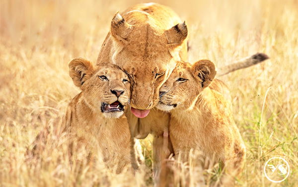 【金馬賀歲】阿聯假期慶新年~肯亞10日(EK)