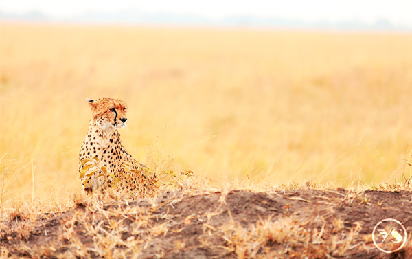 夢想啟航~肯亞12日(EK)