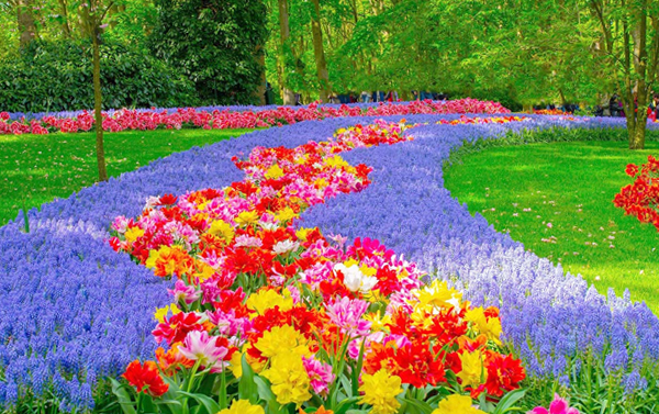 3/29【新花怒放 優選荷比法】10天(SQ)