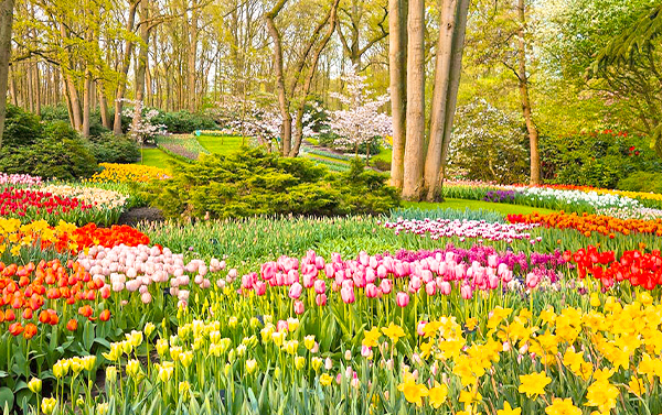 3/30【鬱約浪漫花香荷比盧】12天(CX)