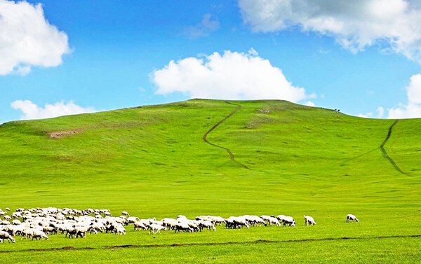 內蒙古額爾古納濕地、越野車欣賞呼倫貝爾草原、最北人家北極村三排座 12 日(自由行)