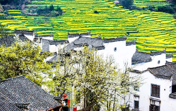 婺裏看花篁嶺油菜花、世界遺產龍虎山、廬山、千年瓷都景德鎮８日(自由行)