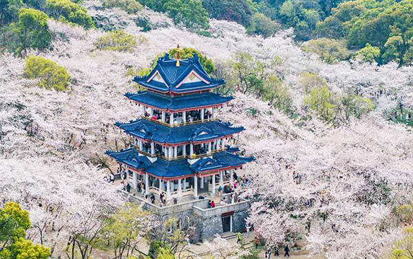 江南黿頭渚賞櫻、烏鎮東西雙柵、神仙居、西湖遊船三排座８日(自由行)