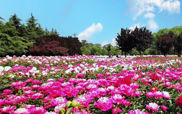 【洛陽牡丹花季】8日自由行(CZ)西安華山、兵馬俑、唐樂宮大唐歌舞、龍門石窟、清明上河園、三古都高鐵三排座