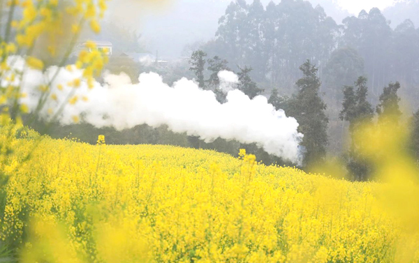 花現四川三排座８日~嘉陽蒸汽火車觀油菜花、金川梨花、四姑娘山(自由行)