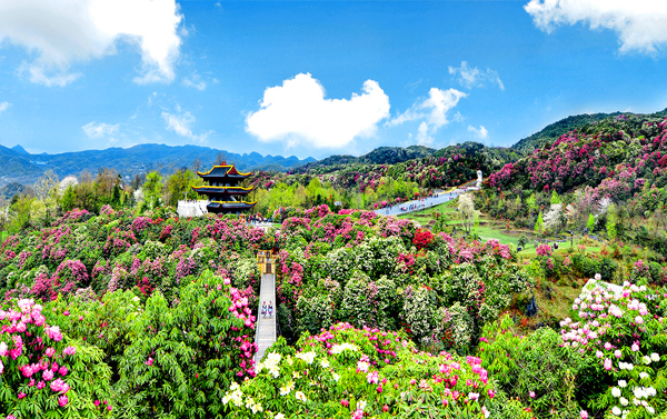 貴州百里杜鵑、溶洞之王織金洞、黃果樹瀑布、千戶苗寨、馬嶺河峽谷三排座８日(自由行)